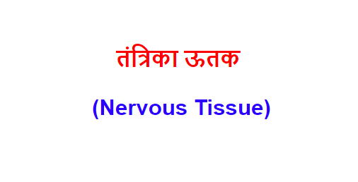 तंत्रिका ऊतक (Nervous Tissue)